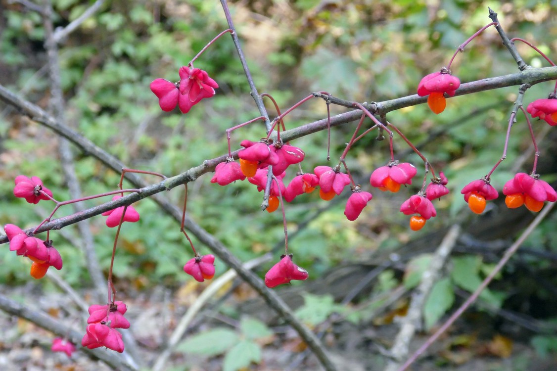 Изображение особи Euonymus europaeus.