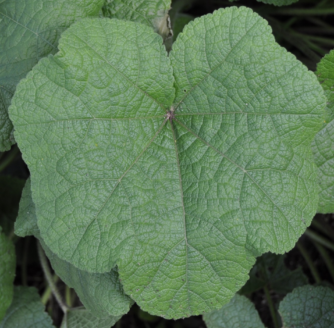 Image of genus Alcea specimen.