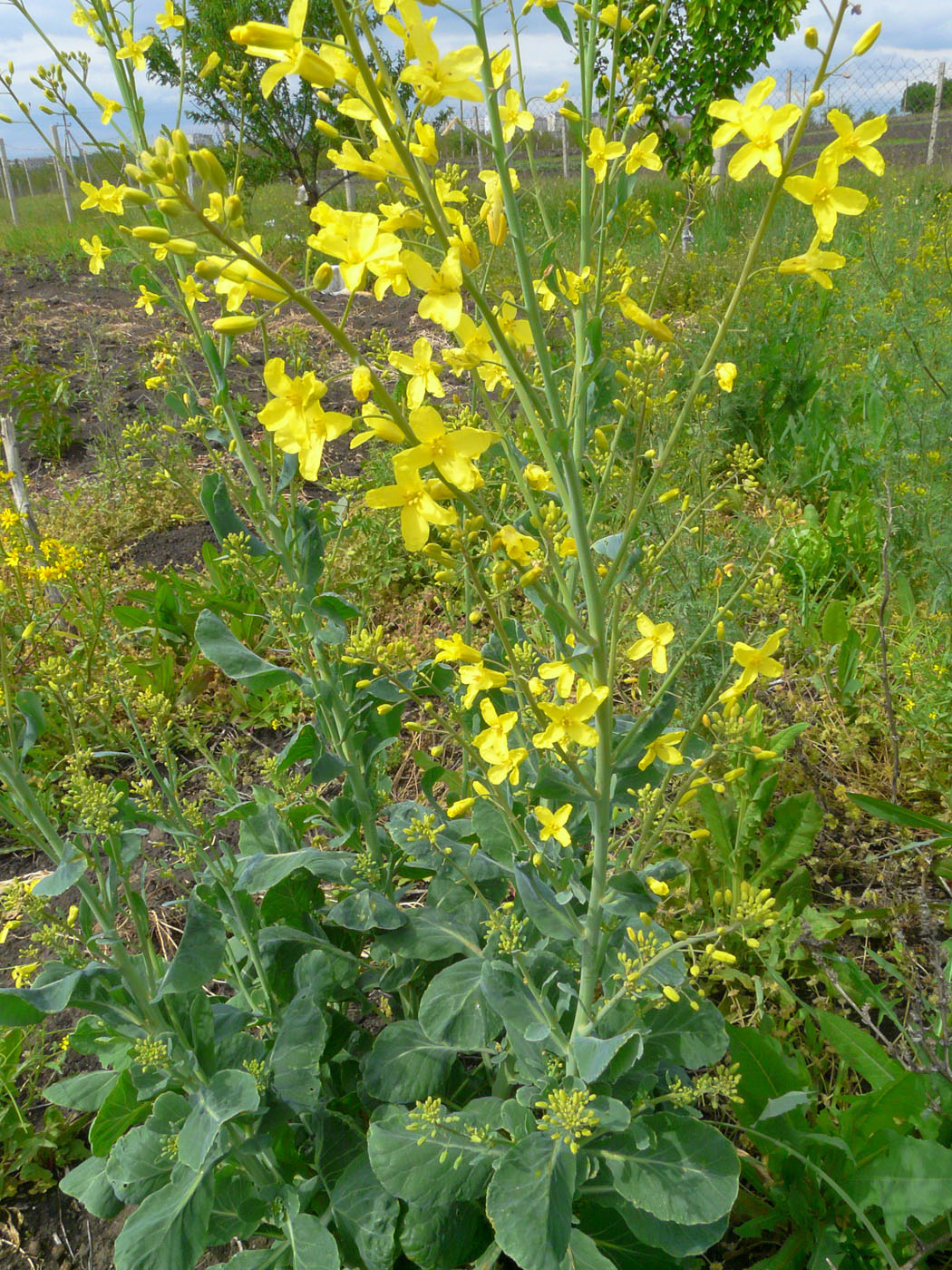 Изображение особи Brassica oleracea.