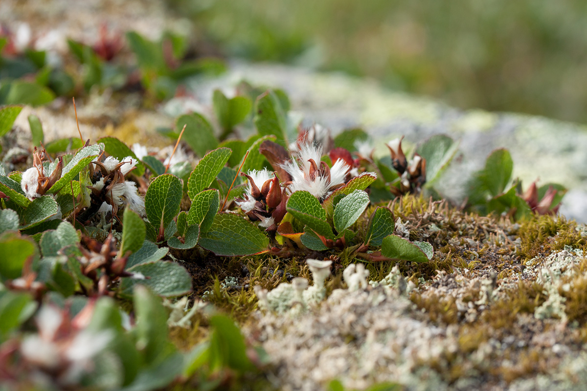 Изображение особи Salix herbacea.