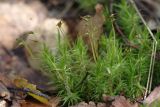 Dicranum polysetum. Спороносящие растения. Ленинградская обл., Всеволожский р-н, окр. пос. Куйвози, смешанный лес с преобладанием Picea abies, на почве. 10.08.2016.