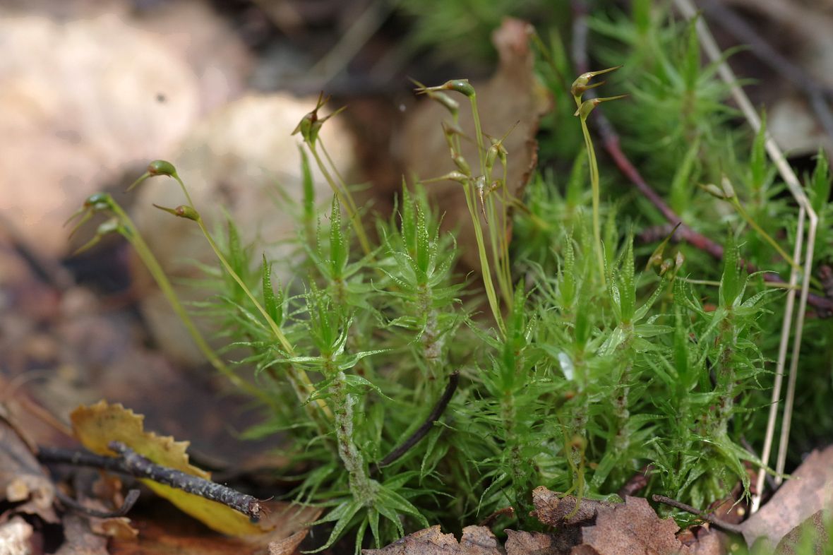 Image of Dicranum polysetum specimen.