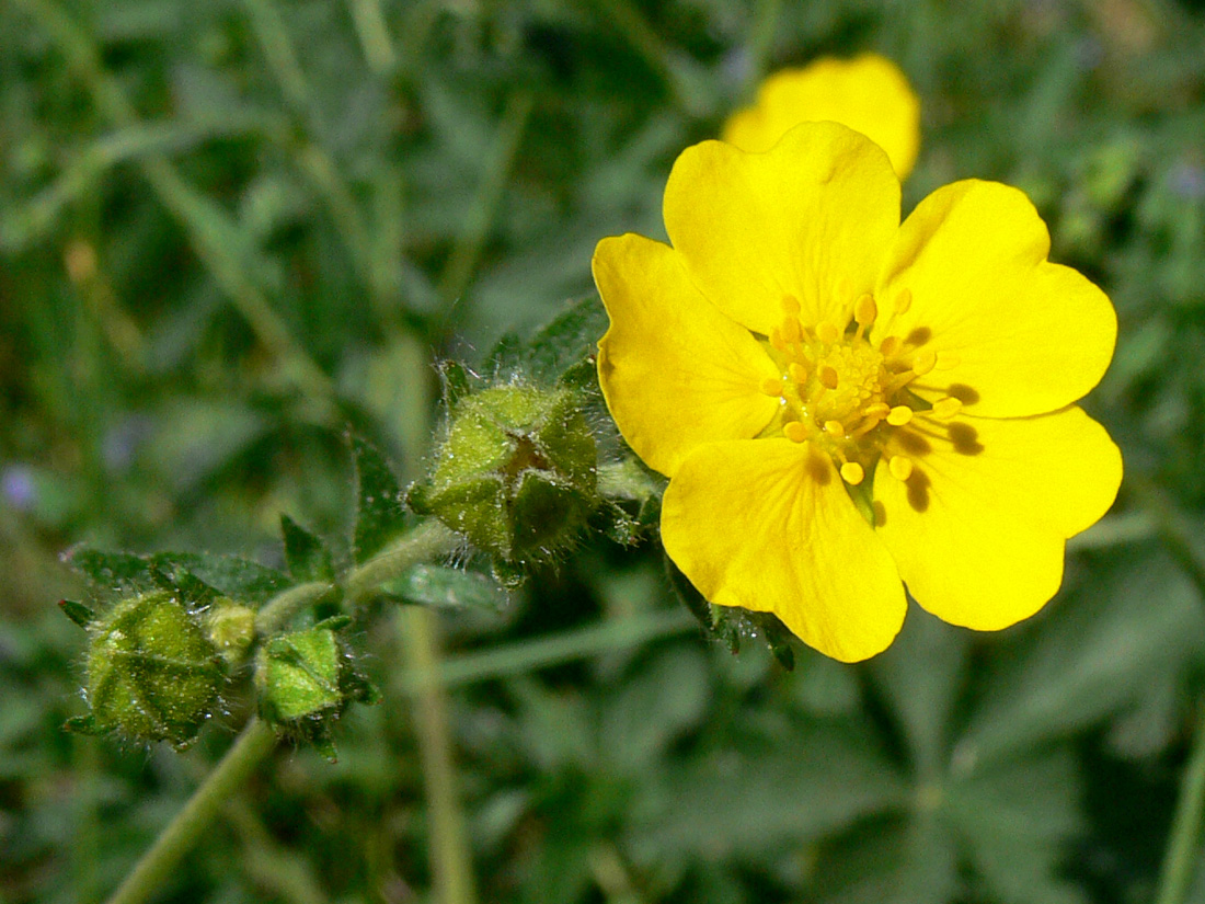 Image of Potentilla goldbachii specimen.