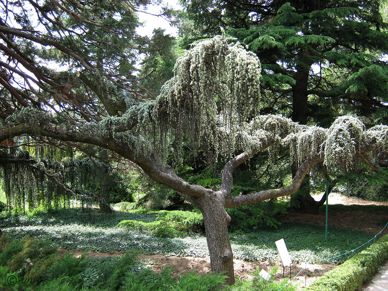 Image of Cedrus atlantica specimen.