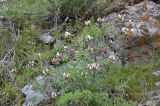 genus Astragalus
