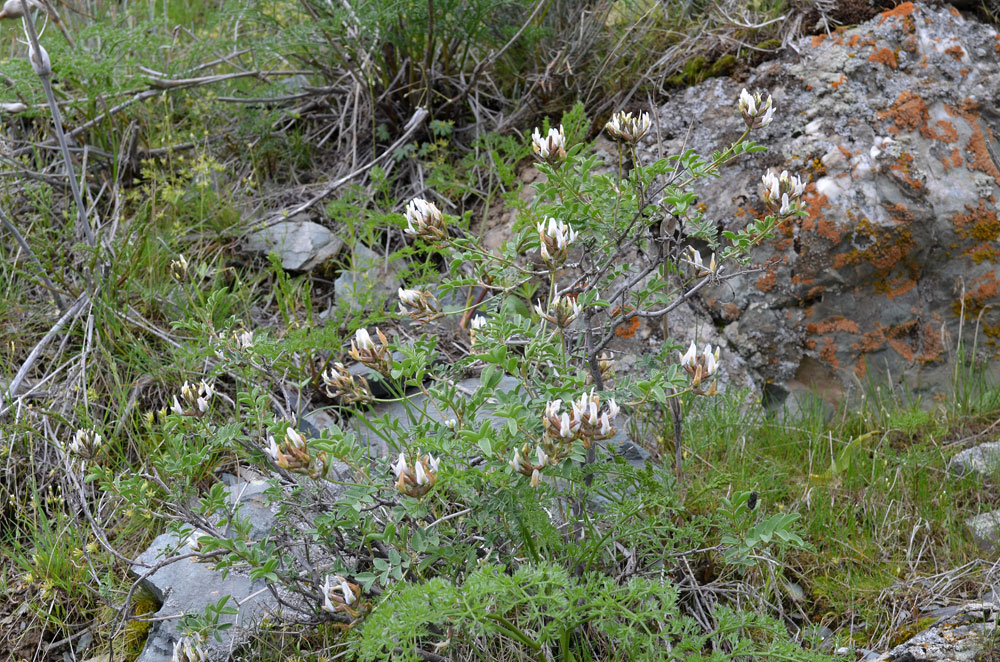 Изображение особи род Astragalus.