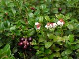 Vaccinium vitis-idaea. Верхушки цветущего (вторичное цветение) и плодоносящего растения. Хабаровский край, Ванинский р-н, окр. пос. Высокогорный, лиственничное редколесье. 04.09.2016.