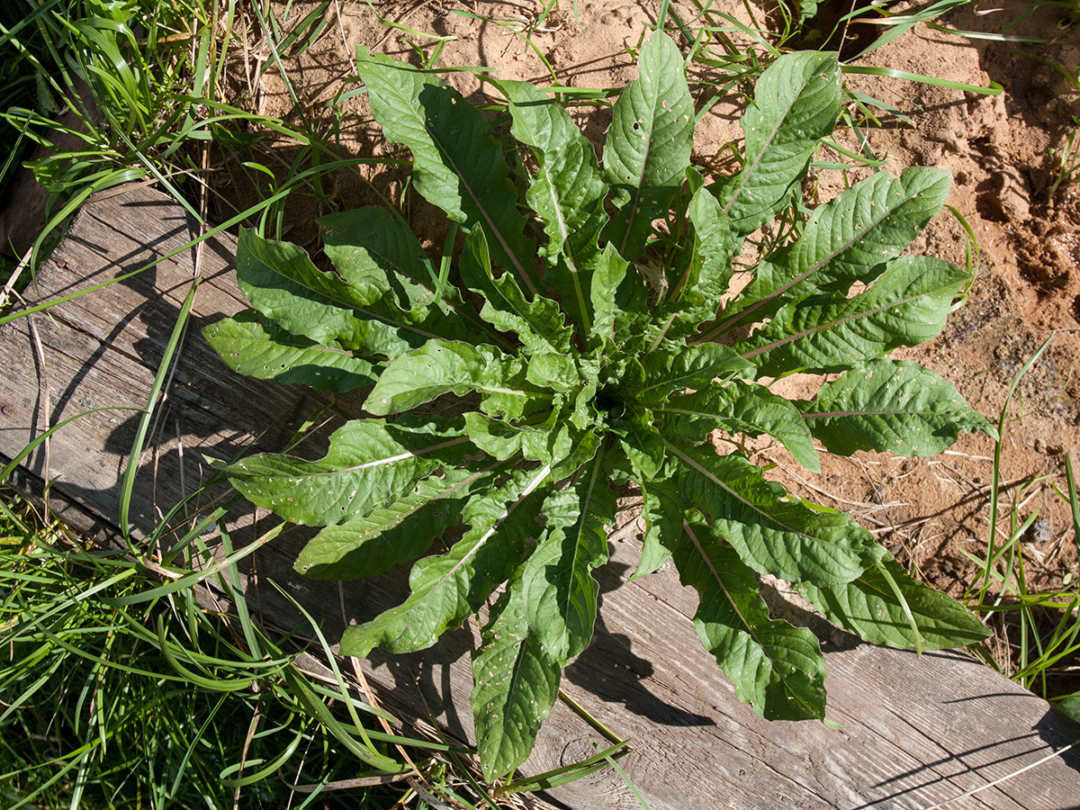 Image of Oenothera rubricaulis specimen.