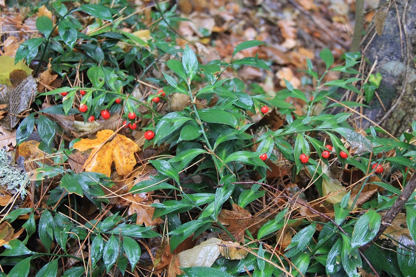 Изображение особи Ruscus hypoglossum.