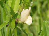 Vicia grandiflora. Цветок с кормящимися(?) муравьями. Украина, г. Запорожье, северо-западная оконечность гребного канала, песчаный склон между дорогой и тростником. 02.04.2016.