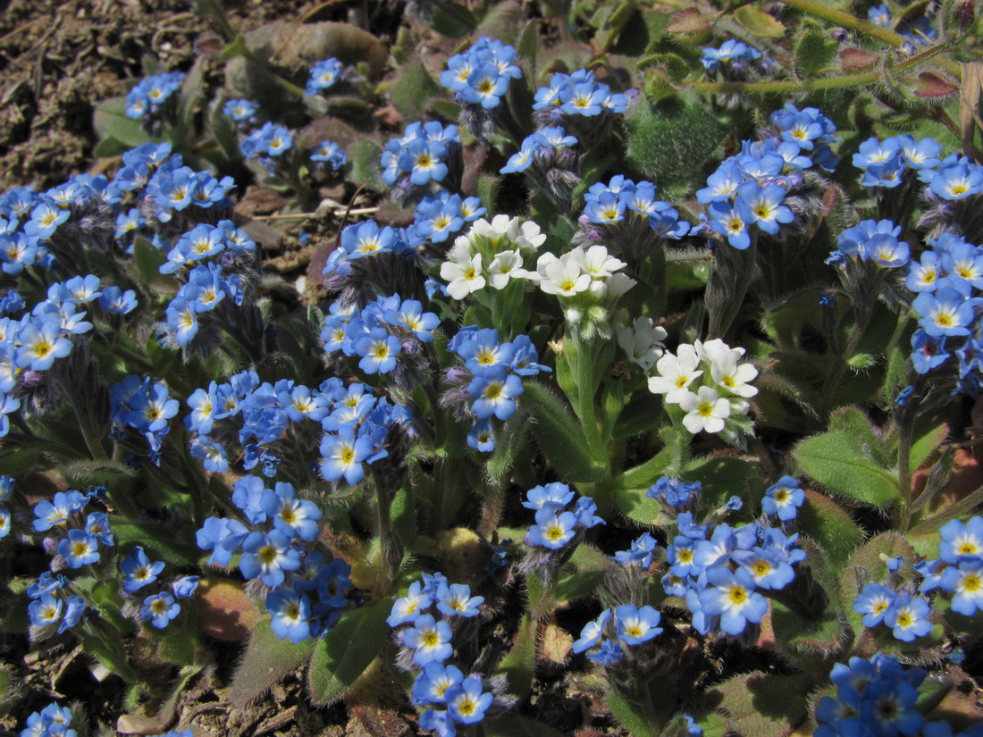 Изображение особи Myosotis incrassata.