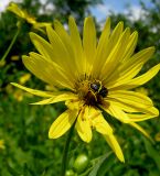 Silphium perfoliatum