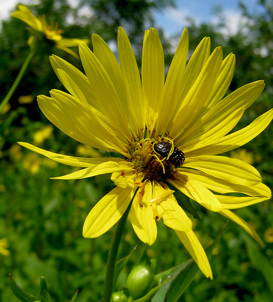 Изображение особи Silphium perfoliatum.