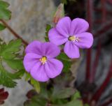 Geranium purpureum