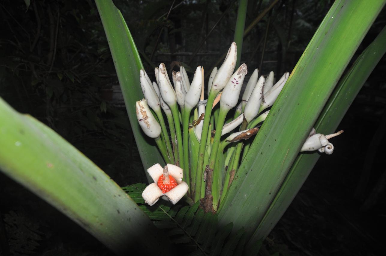 Image of Colocasia gigantea specimen.