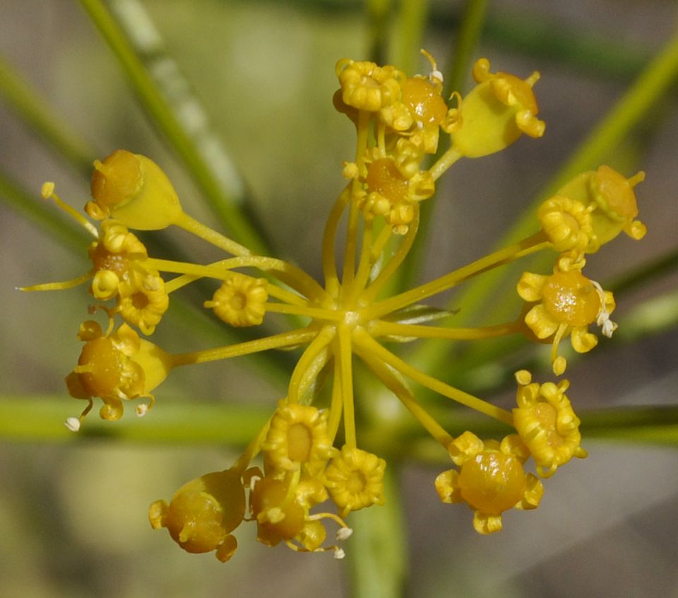 Image of Opopanax hispidus specimen.