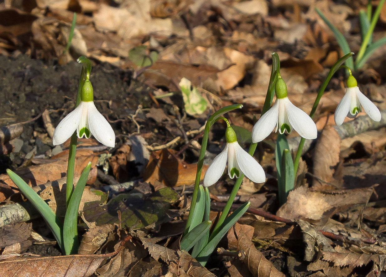 Image of Galanthus alpinus specimen.