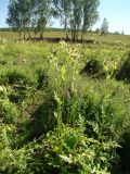 Cirsium oleraceum. Цветущее растение. Ульяновская обл., Инзенский р-н, окр. с. Первомайское, пойма ручья у подножия высокого облесённого склона, травяное болото. 5 августа 2016 г.