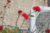 Calliandra haematocephala