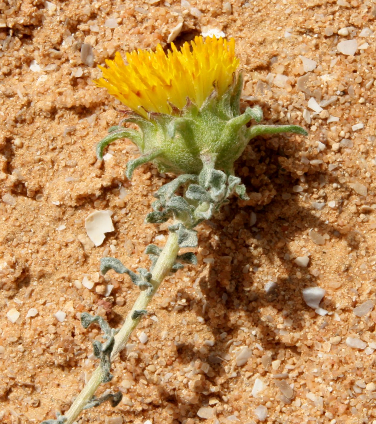 Изображение особи Anvillea garcinii.