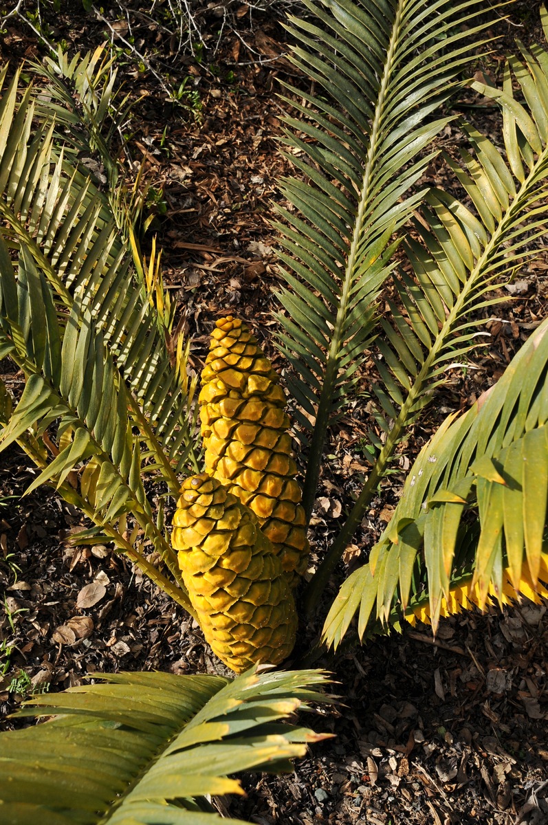 Изображение особи Encephalartos villosus.