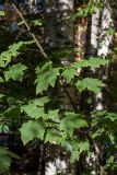 Acer glabrum