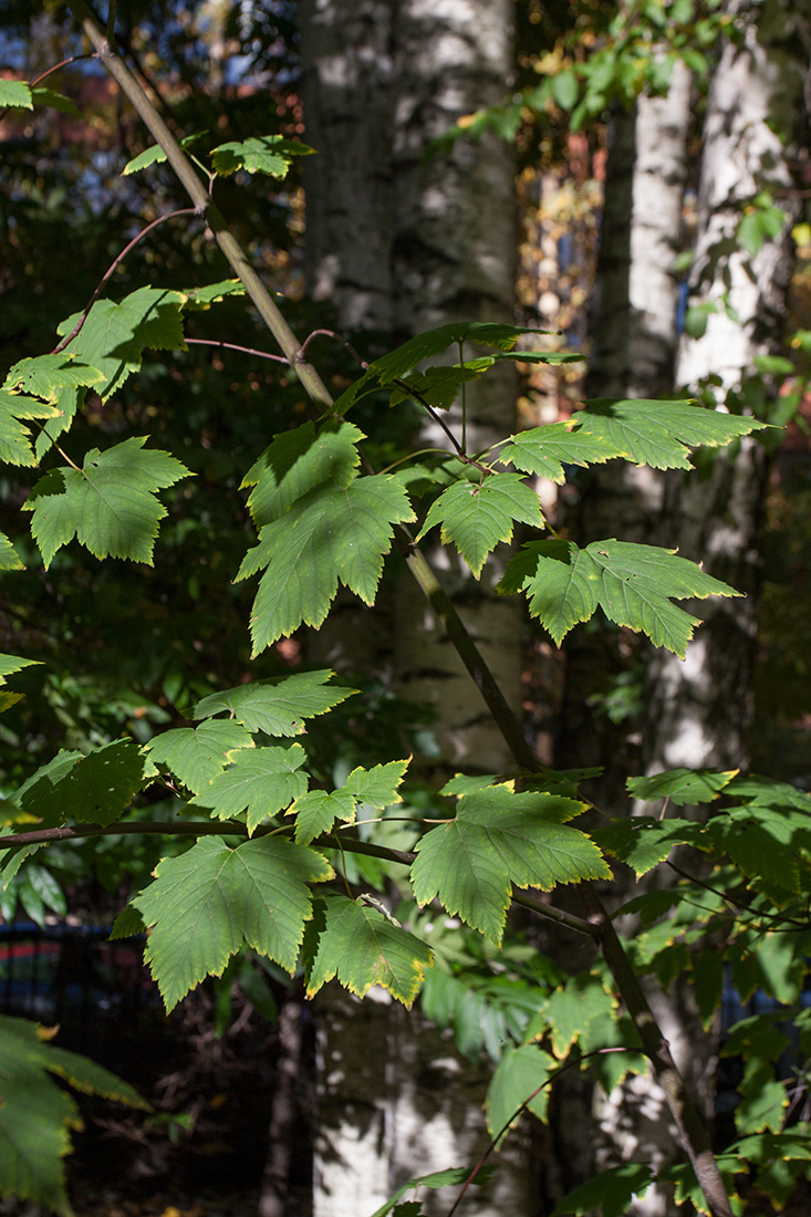 Изображение особи Acer glabrum.