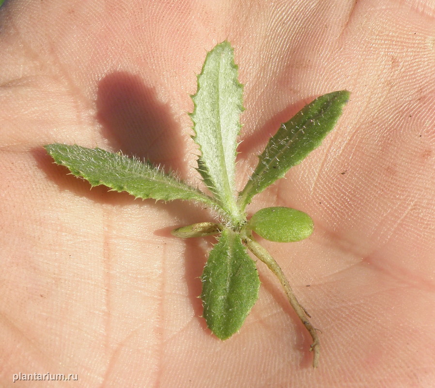 Изображение особи Cirsium incanum.