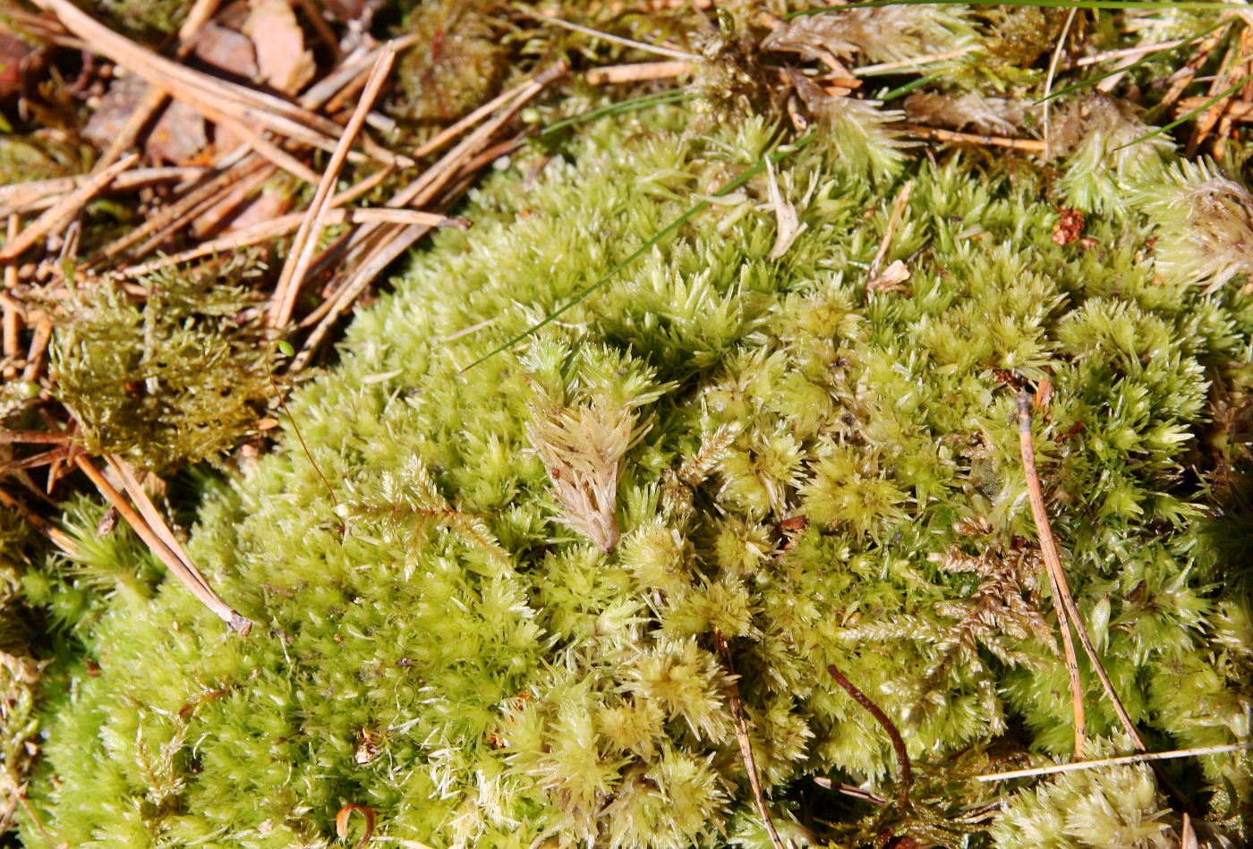 Изображение особи Leucobryum glaucum.