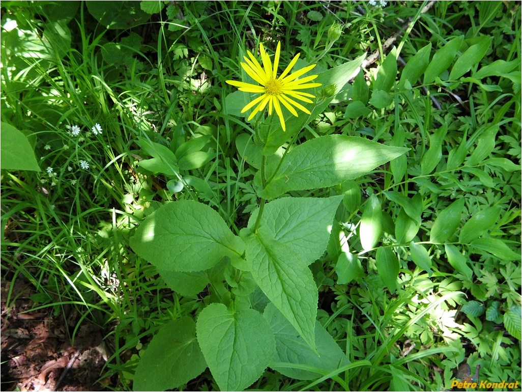 Изображение особи Doronicum austriacum.