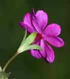 Primula patens. Цветок (вид со стороны чашечки). Приморский край, окр. г. Находка, долина р. Партизанская на правом берегу вблизи устья, редколесье ольхи японской. 20.05.2017.