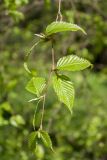 Betula costata. Веточка. Петербург, ботанический сад БИН РАН, в культуре. 22.05.2017.