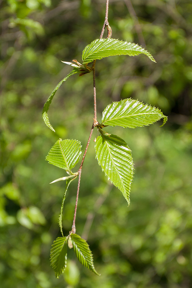 Изображение особи Betula costata.