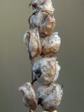 genus Rhinanthus. Сухие коробочки. Ленинградская область, Всеволожский район, окрестности посёлка Мурино, железнодорожная станция Девяткино. 10.10.2009.