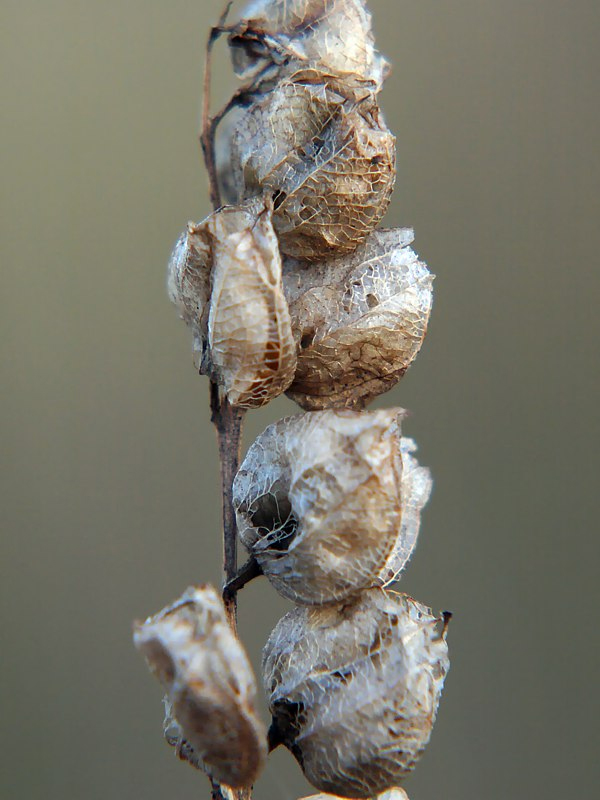 Image of genus Rhinanthus specimen.