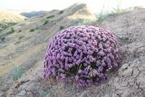 genus Acanthophyllum