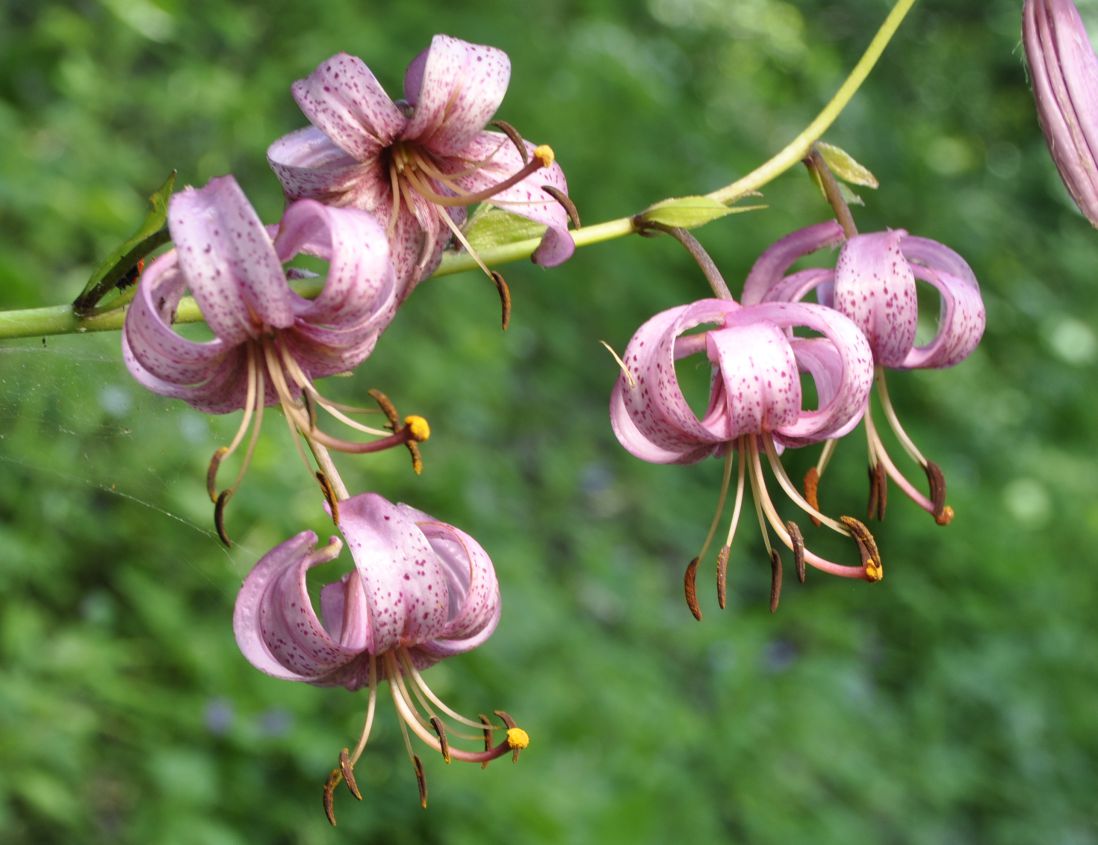 Изображение особи Lilium martagon.