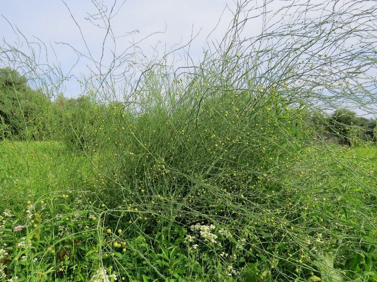 Image of Asparagus officinalis specimen.