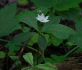 Trientalis europaea. Цветок, бутоны и листья. Московская обл., Раменский р-н, окр. ж.-д. платформы Хрипань, смешанный лес у ЛЭП. 07.06.2017.