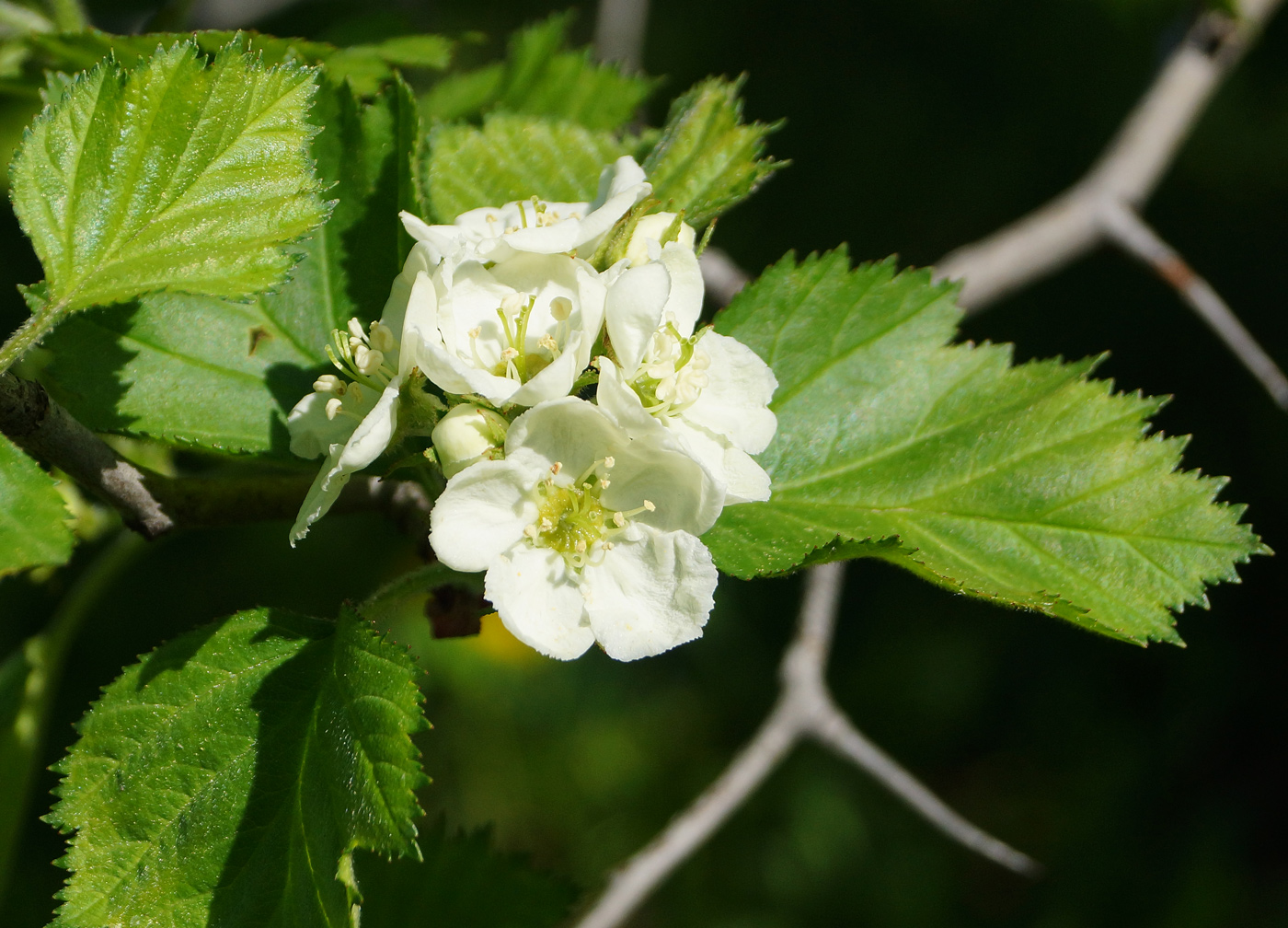 Изображение особи Crataegus submollis.