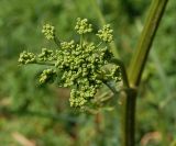 Heracleum sibiricum