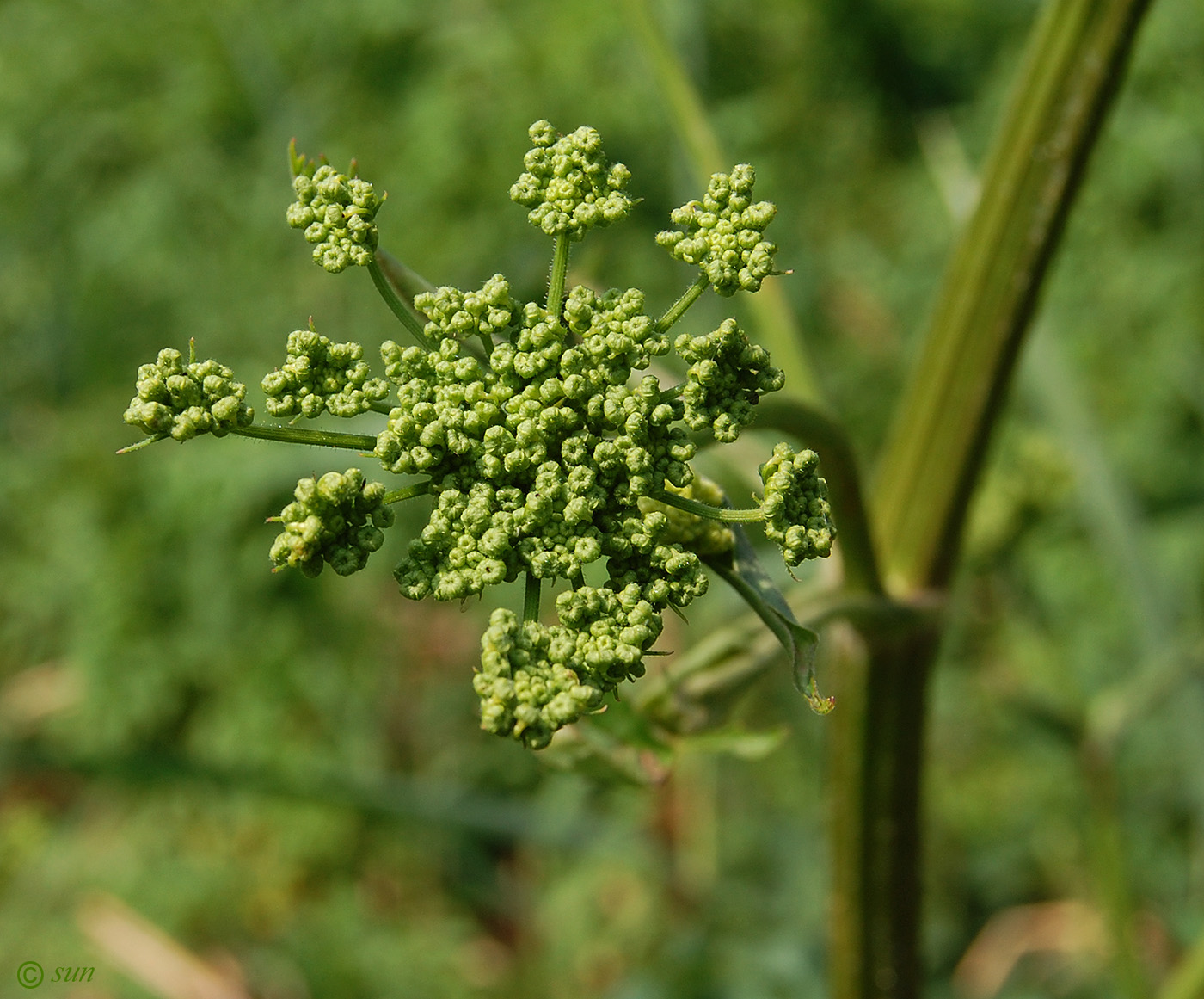 Image of Heracleum sibiricum specimen.
