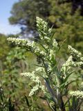 Artemisia vulgaris