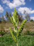 Echinochloa crus-galli