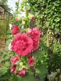 Alcea rosea