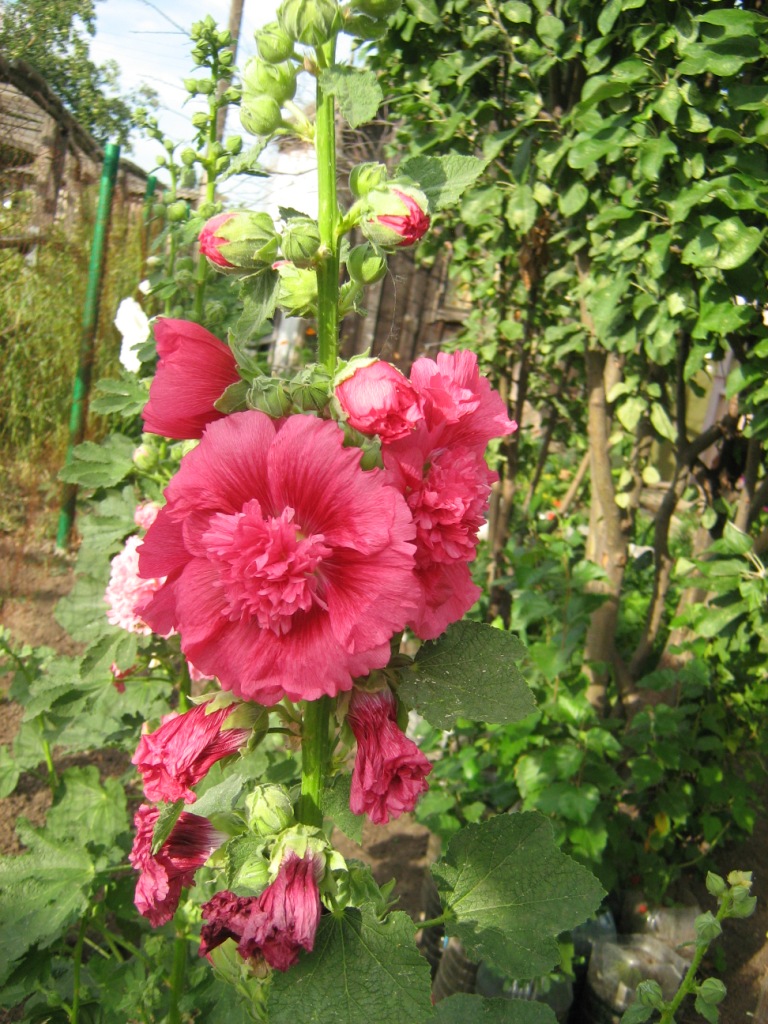 Image of Alcea rosea specimen.
