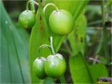 Convallaria majalis