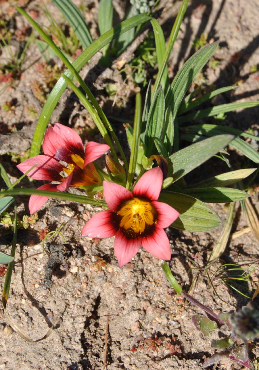 Image of Romulea subfistulosa specimen.