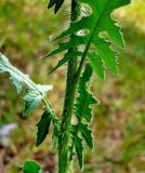 Sisymbrium loeselii