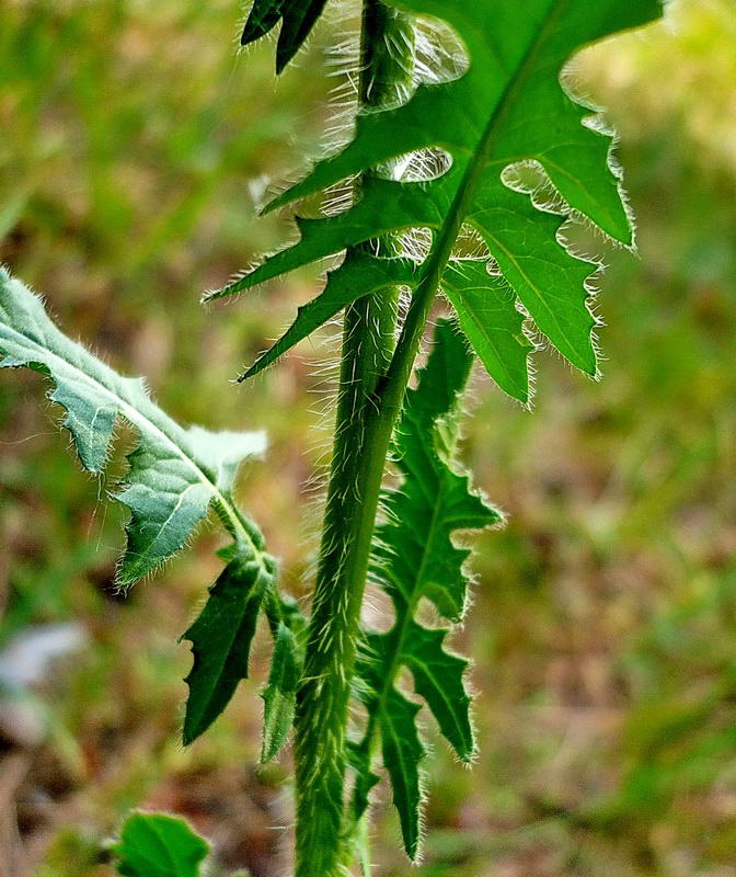 Image of Sisymbrium loeselii specimen.